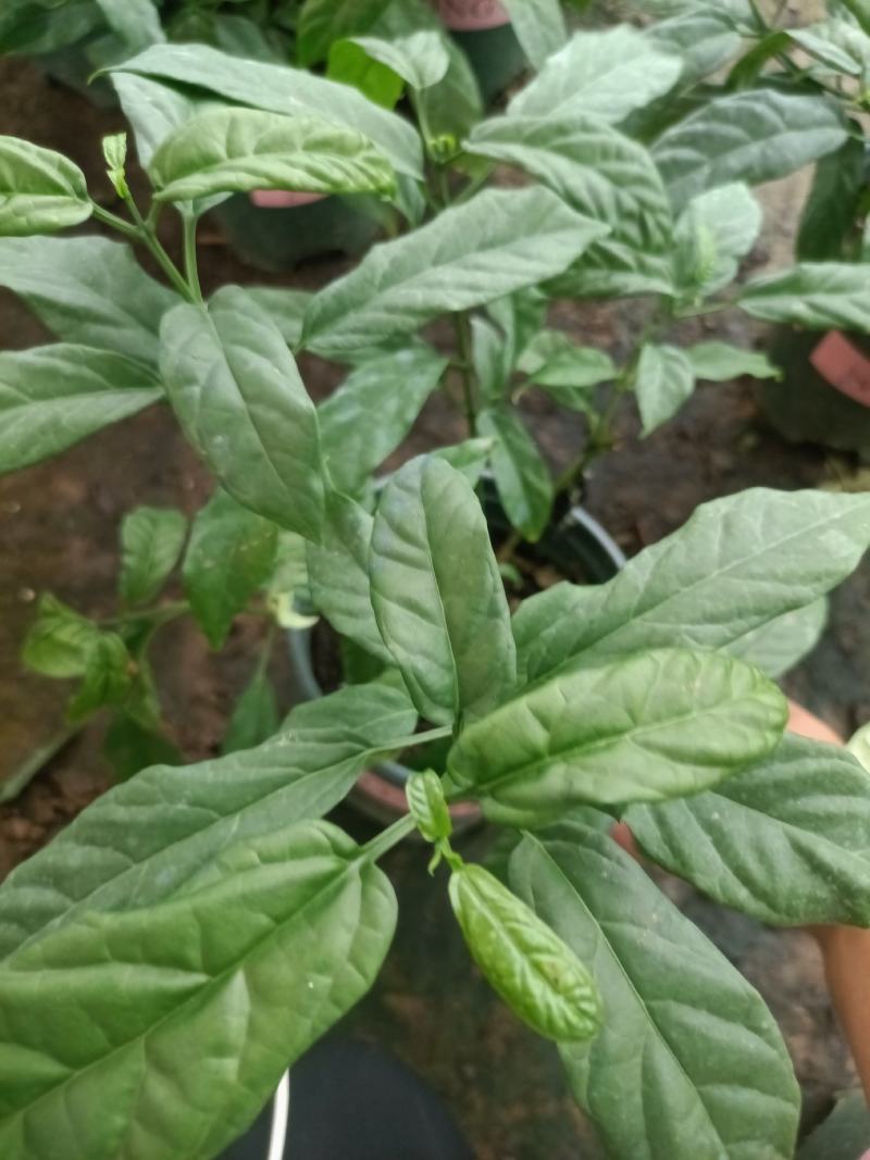垂丝茉莉盆栽老兵苗圃专售垂丝茉莉精品大小苗