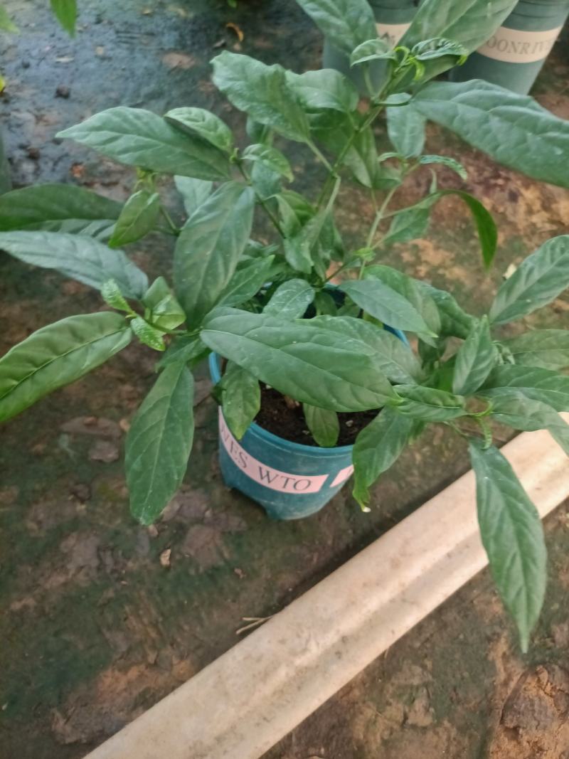 垂丝茉莉盆栽老兵苗圃专售垂丝茉莉精品大小苗