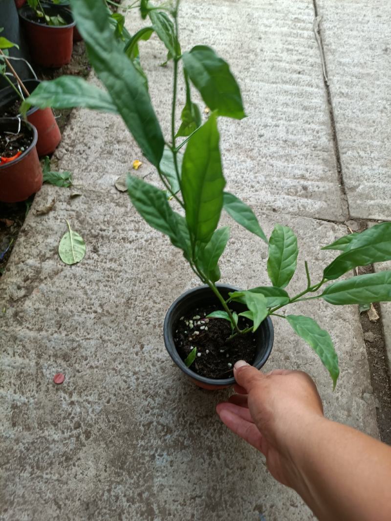 垂丝茉莉盆栽老兵苗圃专售垂丝茉莉精品大小苗