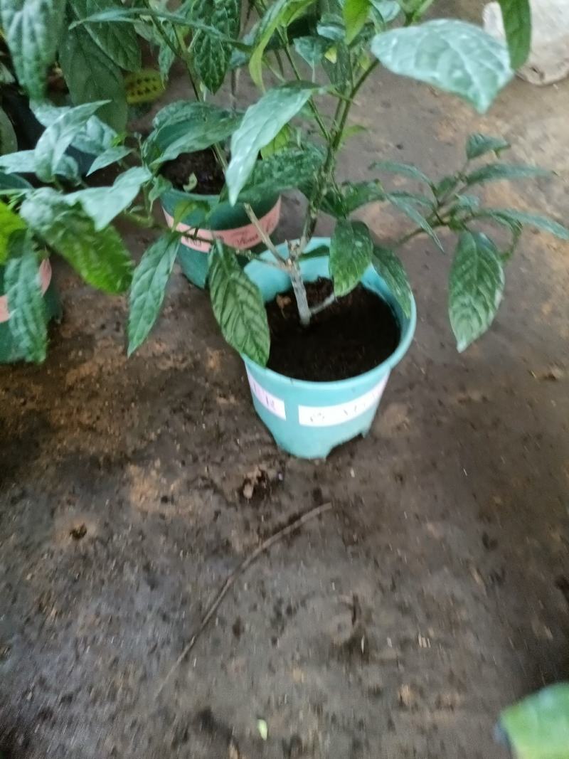垂丝茉莉盆栽老兵苗圃专售垂丝茉莉精品大小苗