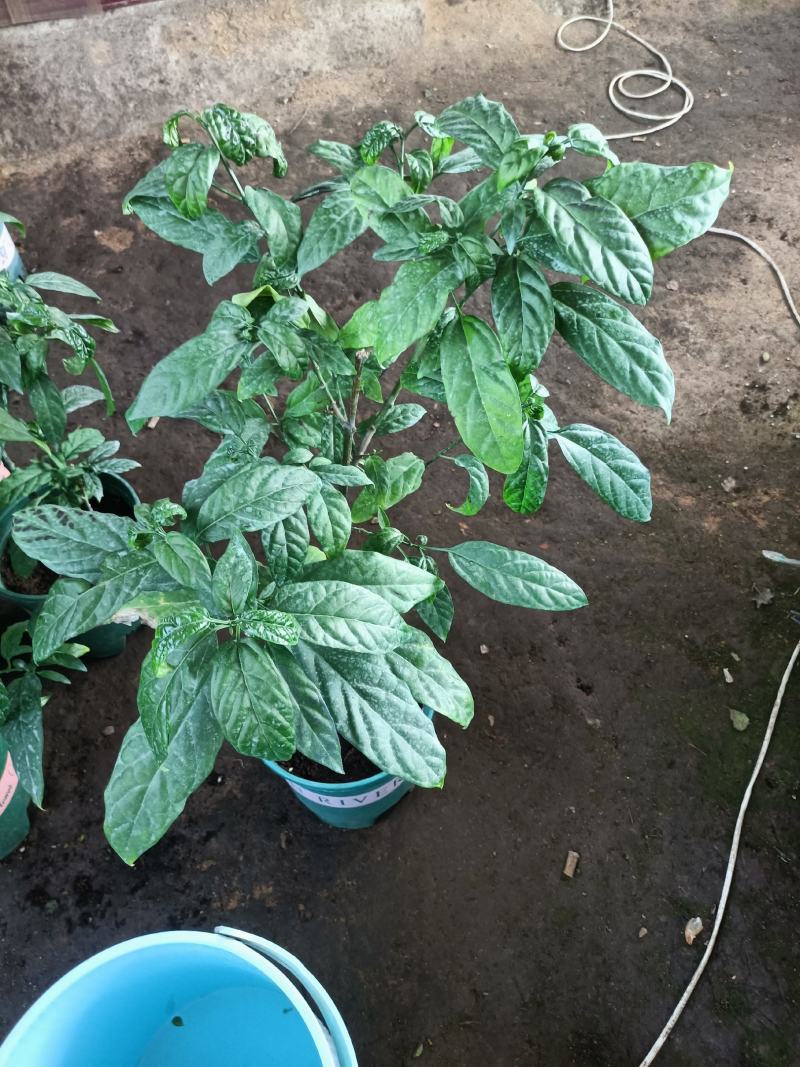 垂丝茉莉盆栽老兵苗圃专售垂丝茉莉精品大小苗