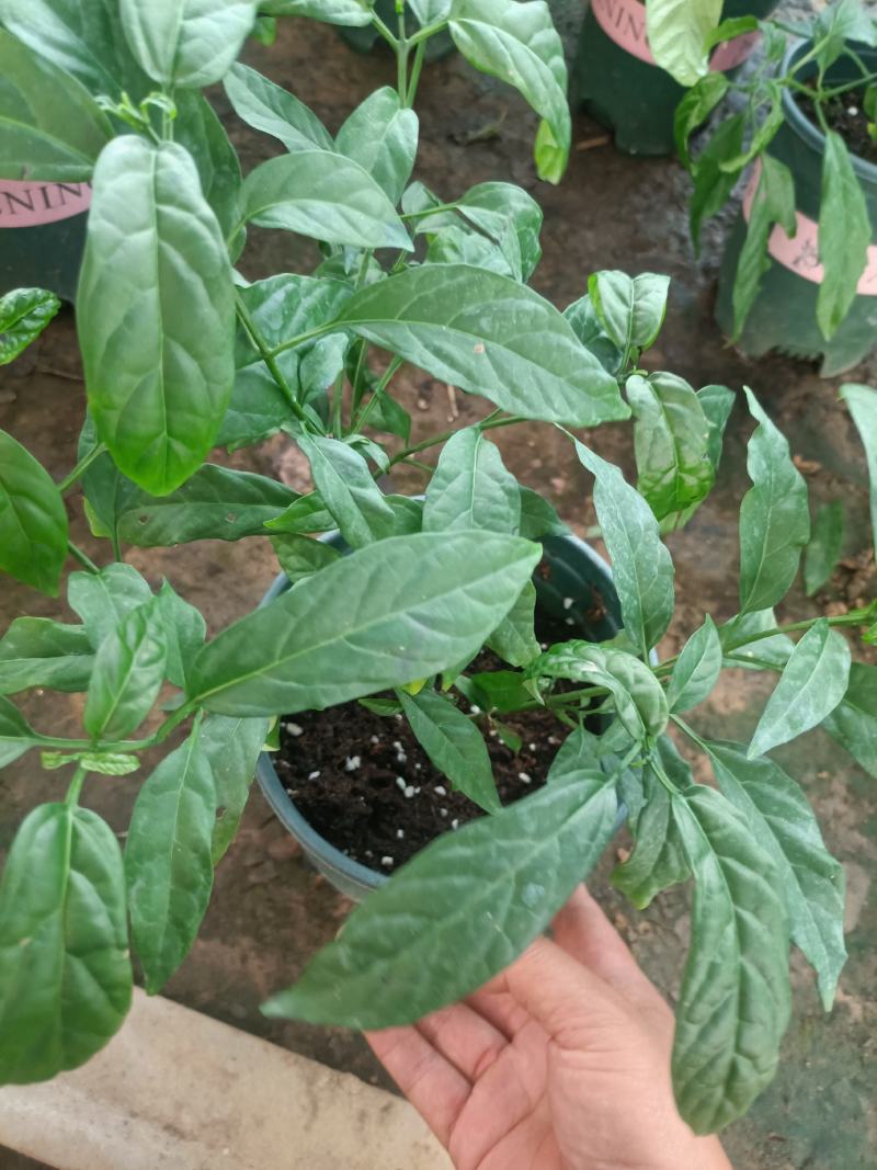 垂丝茉莉盆栽老兵苗圃专售垂丝茉莉精品大小苗