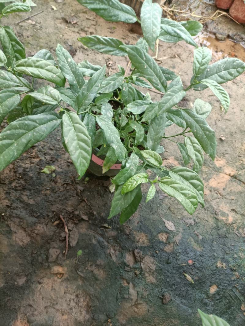 垂丝茉莉盆栽老兵苗圃专售垂丝茉莉精品大小苗