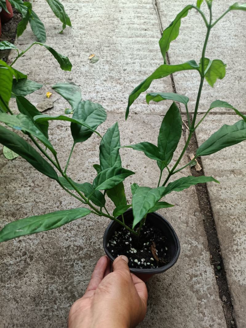垂丝茉莉盆栽老兵苗圃专售垂丝茉莉精品大小苗