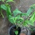 垂丝茉莉盆栽老兵苗圃专售垂丝茉莉精品大小苗