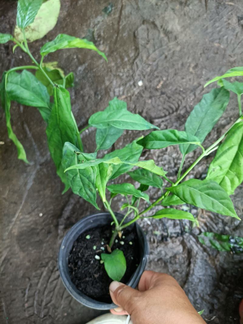 垂丝茉莉盆栽老兵苗圃专售垂丝茉莉精品大小苗