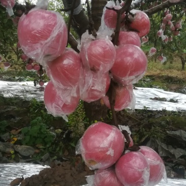 纸夹膜富士大量上市要的老板速联系