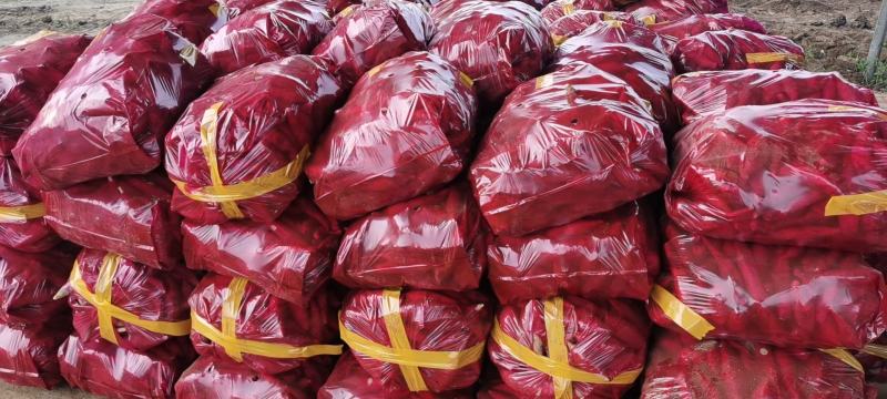龙薯九，1-3两小红薯，手拣精品大量批发