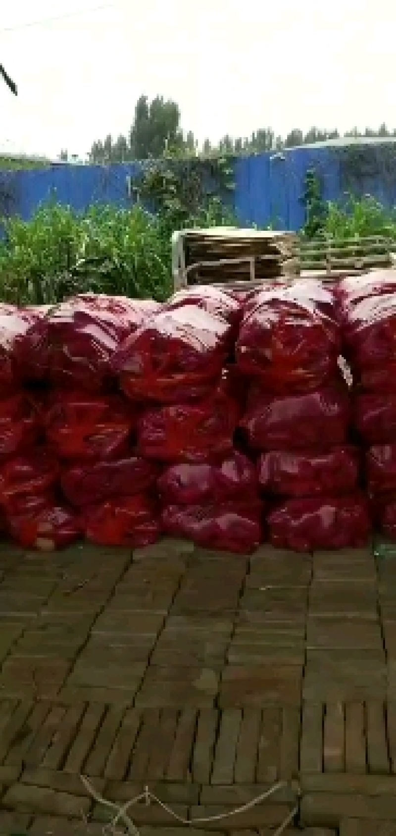 龙薯九，1-3两小红薯，手拣精品大量批发