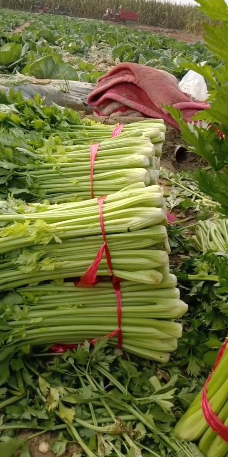精品芹菜