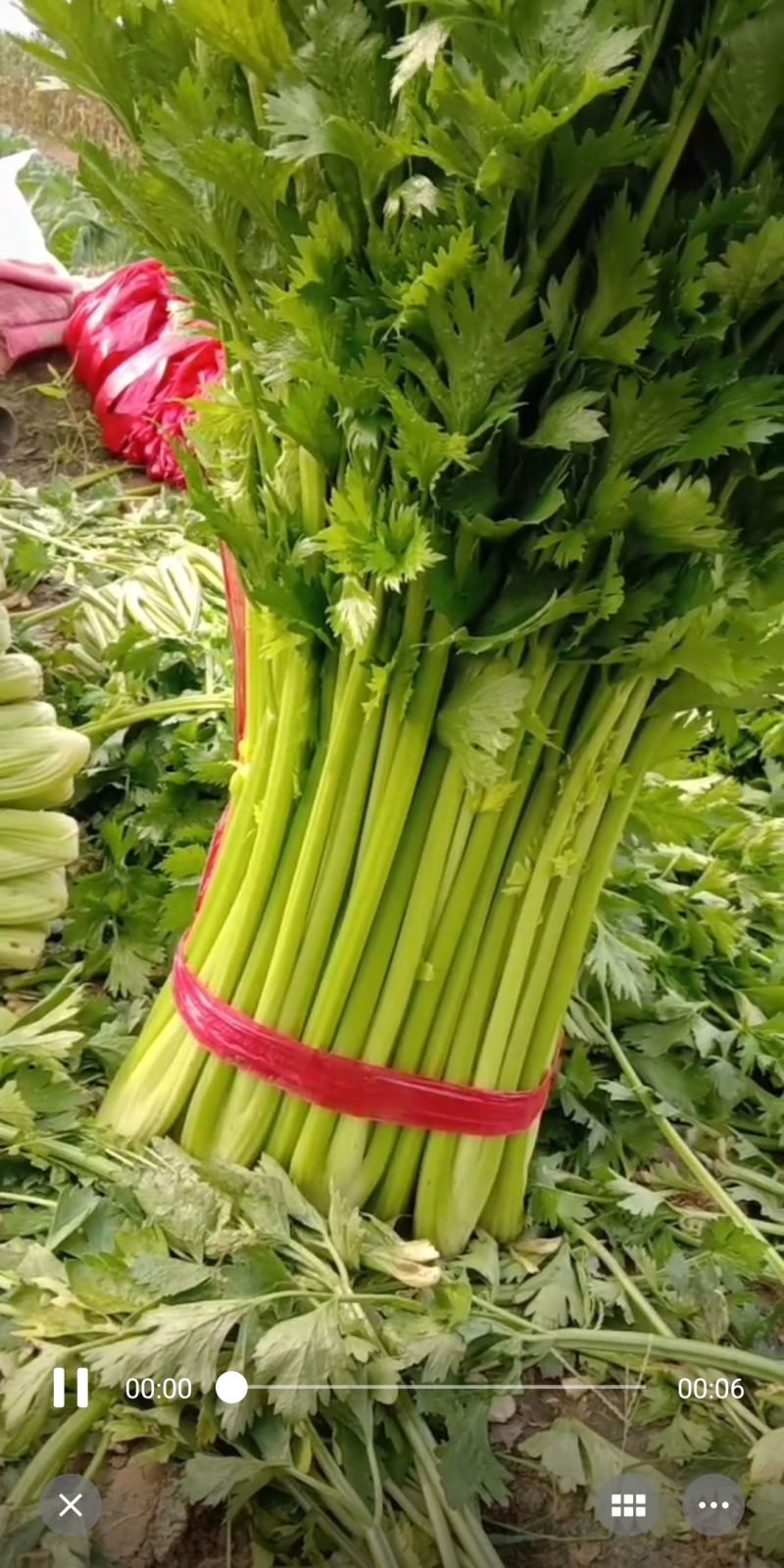 精品芹菜