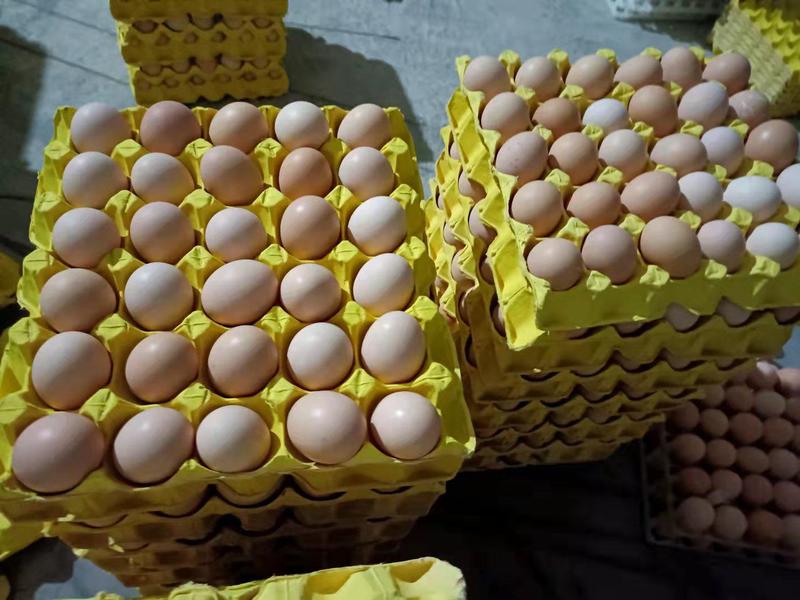 新鲜土鸡蛋，13天活珠子蛋味道鲜美，自产自销，质量保证