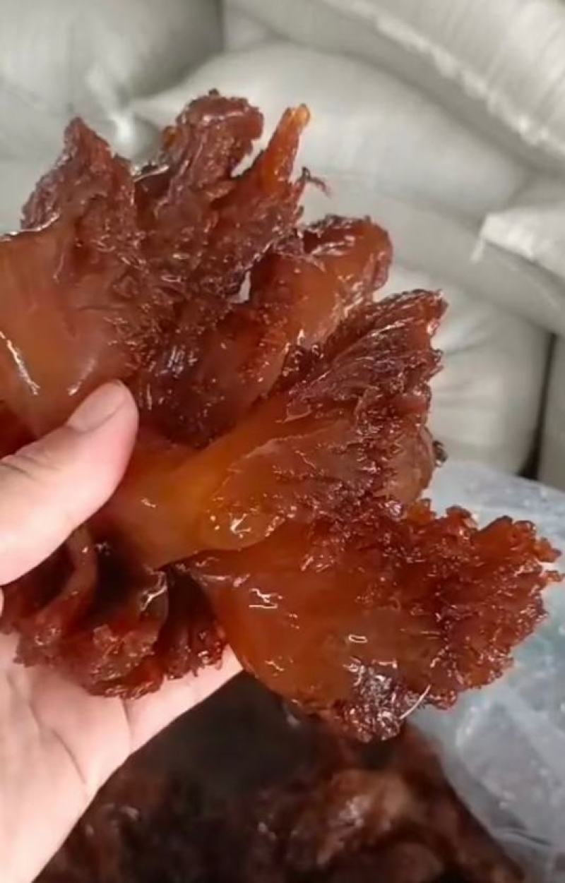 海蜇