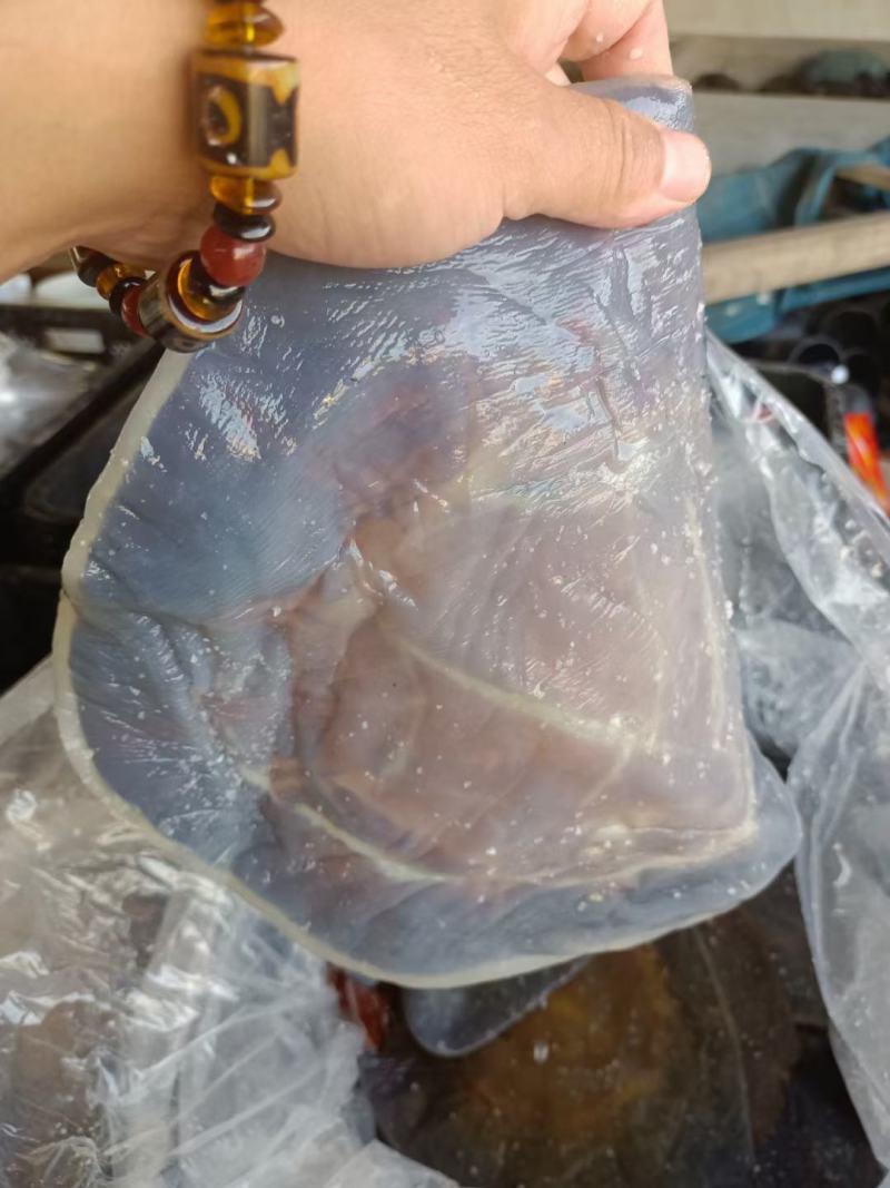海蜇