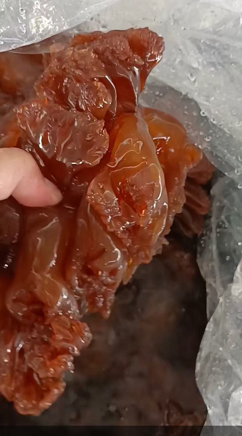 海蜇
