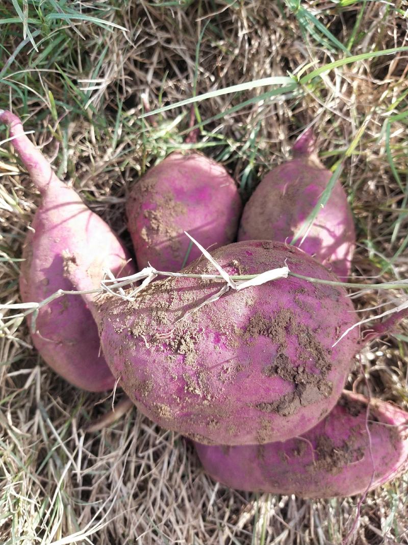 西瓜红，大型种植基地直供。