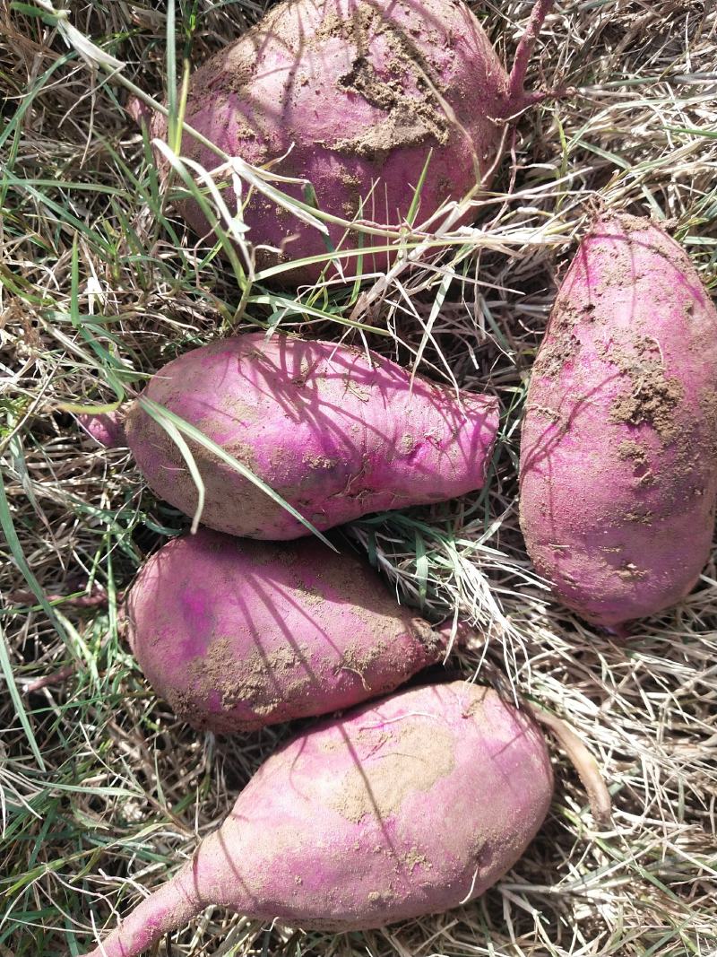 西瓜红，大型种植基地直供。