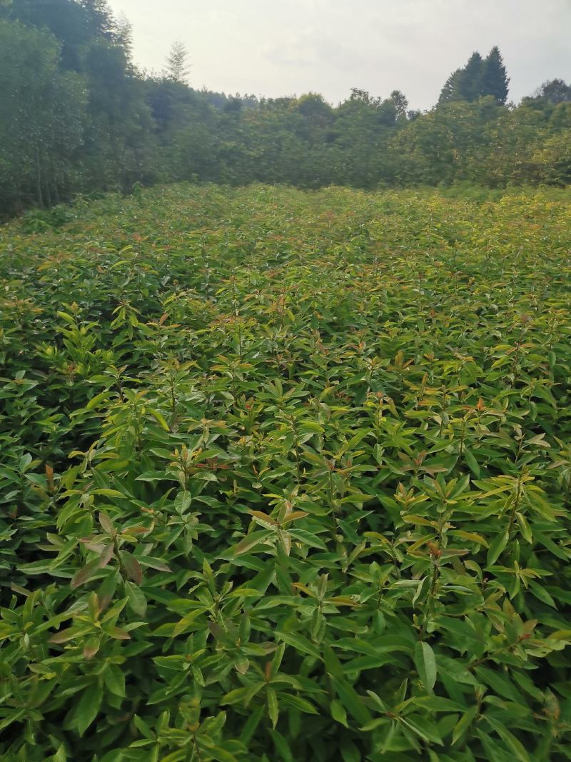 木荷苗，江西一年木荷小苗，木荷芽苗，产地价格