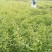木荷苗，江西一年木荷小苗，木荷芽苗，产地价格