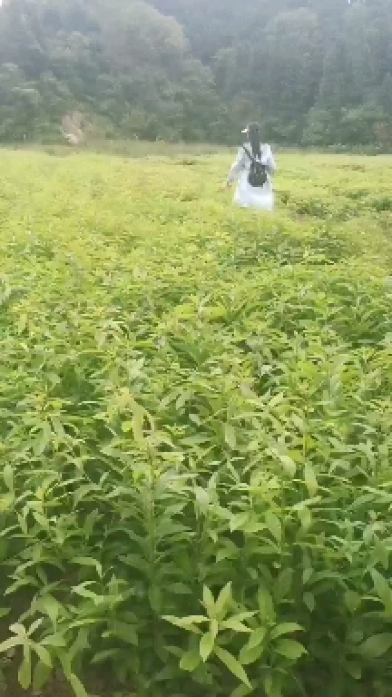 木荷苗，江西一年木荷小苗，木荷芽苗，产地价格