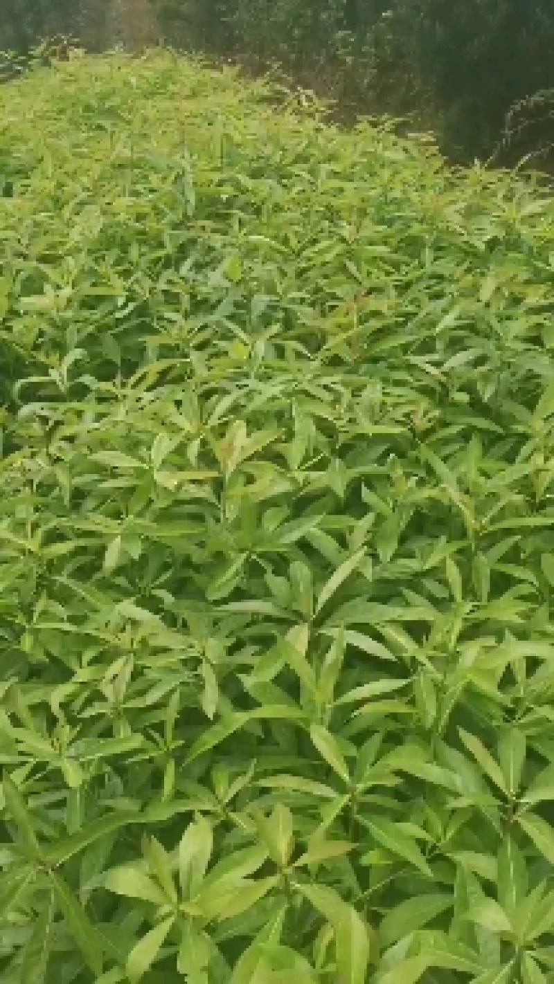 木荷苗，江西一年木荷小苗，木荷芽苗，产地价格
