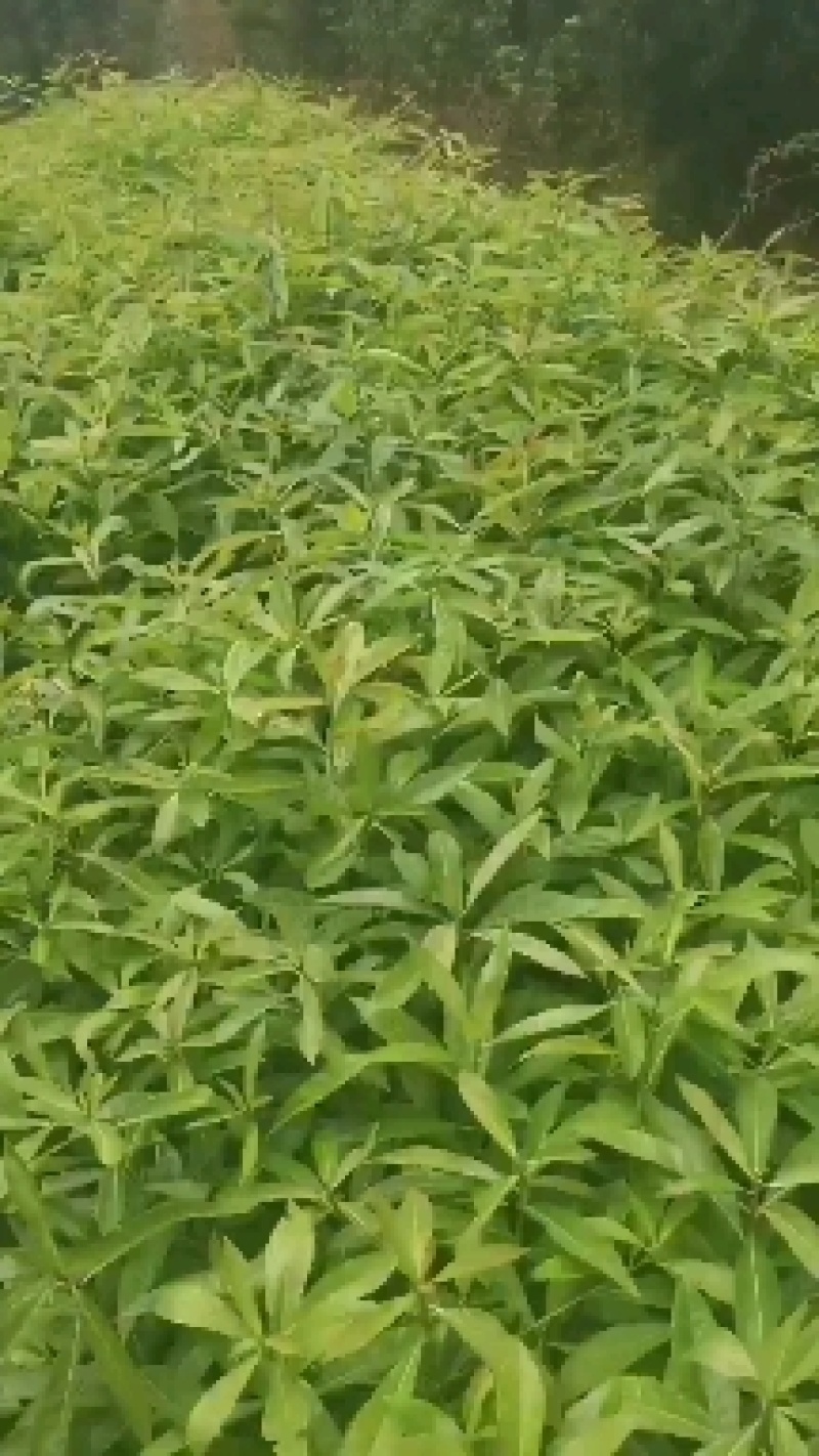 木荷苗，江西一年木荷小苗，木荷芽苗，产地价格