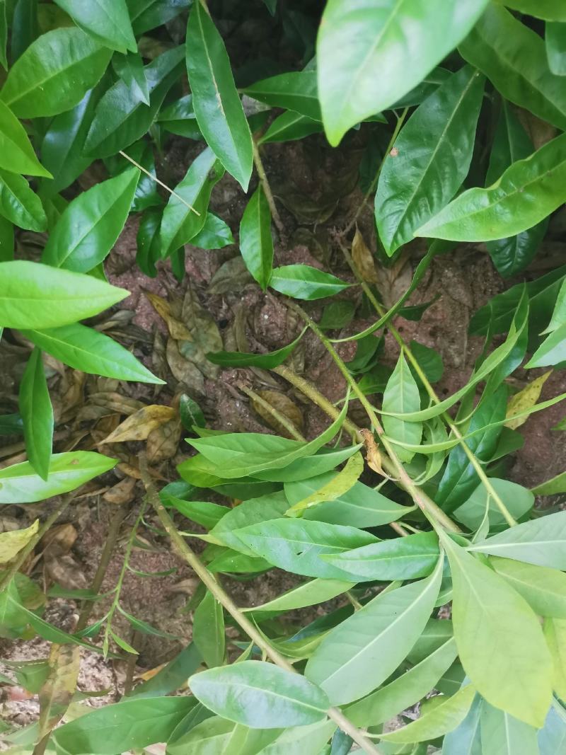 木荷苗，江西一年木荷小苗，木荷芽苗，产地价格