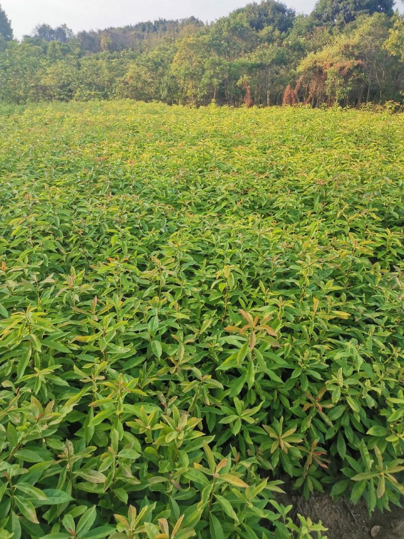 木荷苗，江西一年木荷小苗，木荷芽苗，产地价格