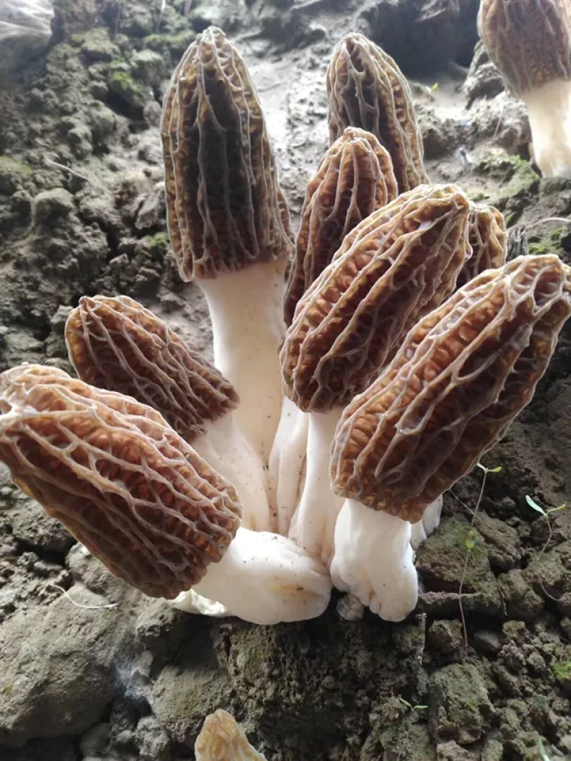 羊肚菌
