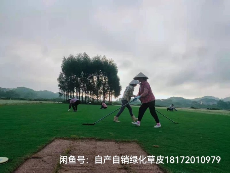 百慕大草皮，马尼拉草皮，台湾草皮，大叶油草皮