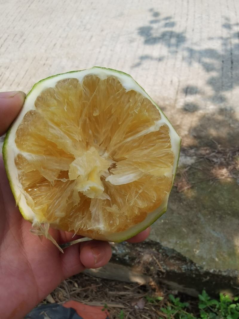 绿橙子