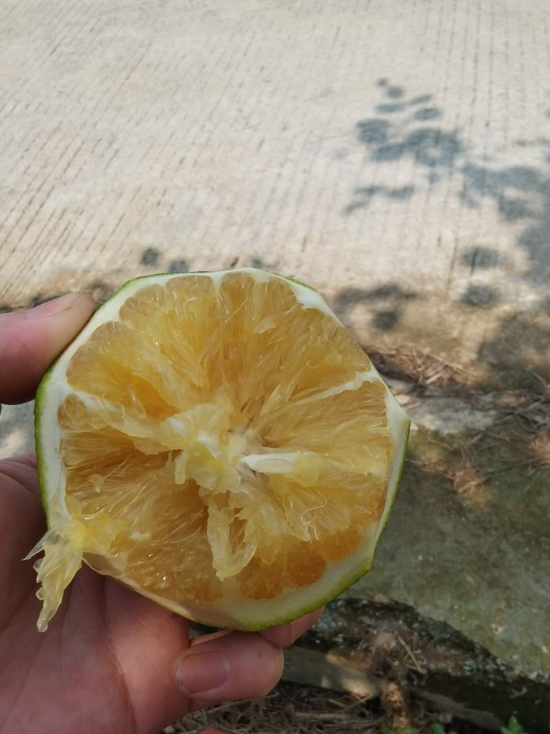 绿橙子