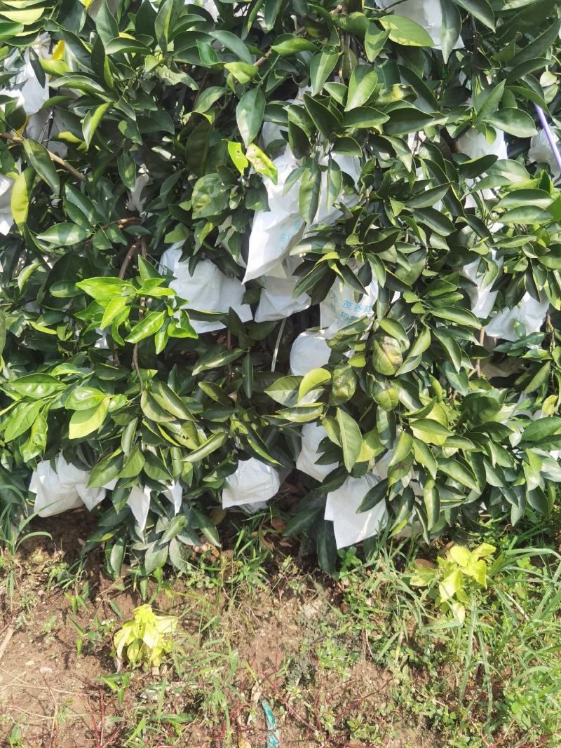 绿橙子