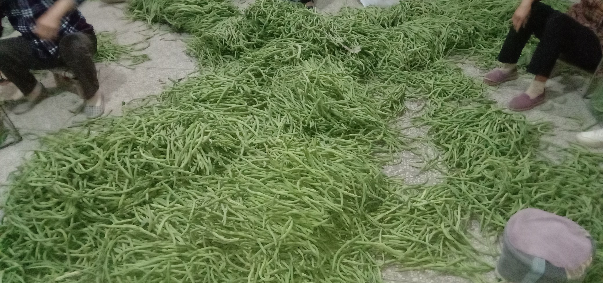 豆角田间整洁管理,农民正在清理病叶、施肥,保持良好通风环境 豆角田间管理现场图