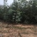 河北地径1公分地径1公分山杏地径1公分欢迎采购
