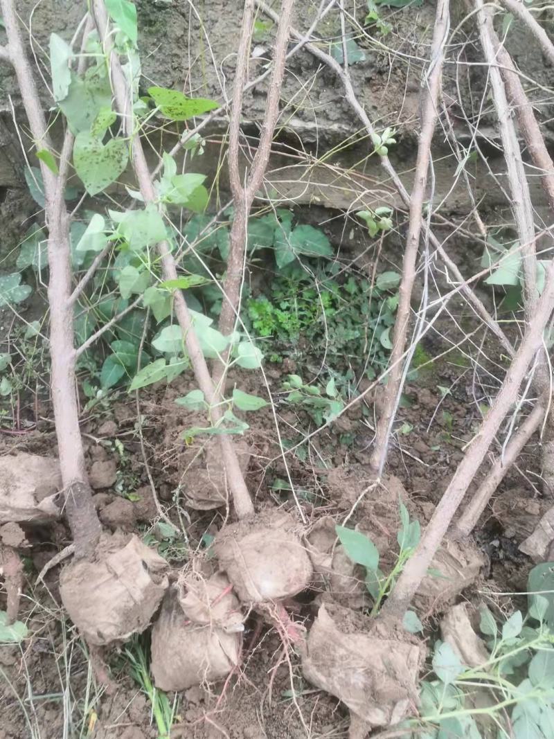 河北地径1公分地径1公分山杏地径1公分欢迎采购