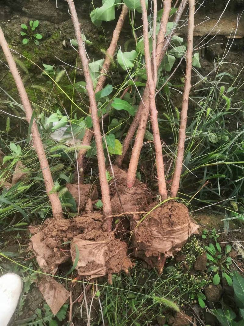 河北地径1公分地径1公分山杏地径1公分欢迎采购