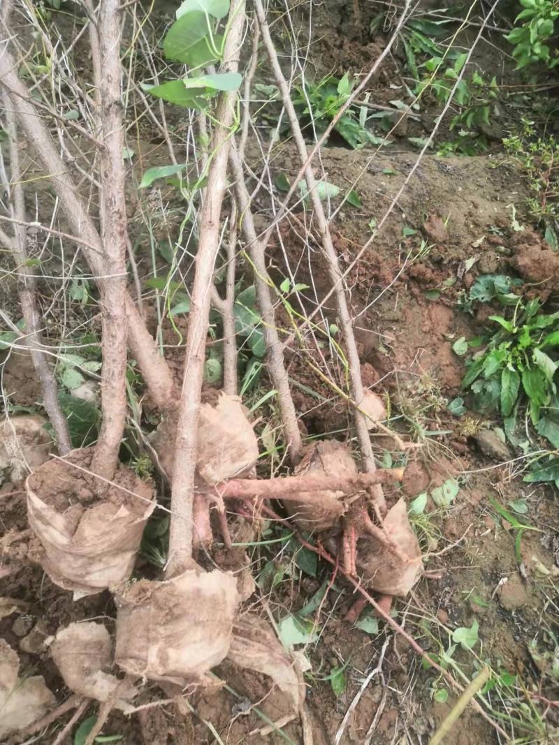 河北地径1公分地径1公分山杏地径1公分欢迎采购
