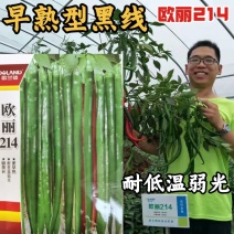 高品质！早熟黑皮线椒种子欧丽214墨绿加长顺直辣椒种子