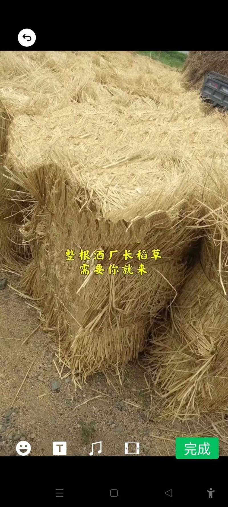 稻草，治沙草，帘子草，酒厂草，养殖厂草，量大从优