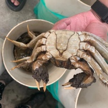 大闸蟹