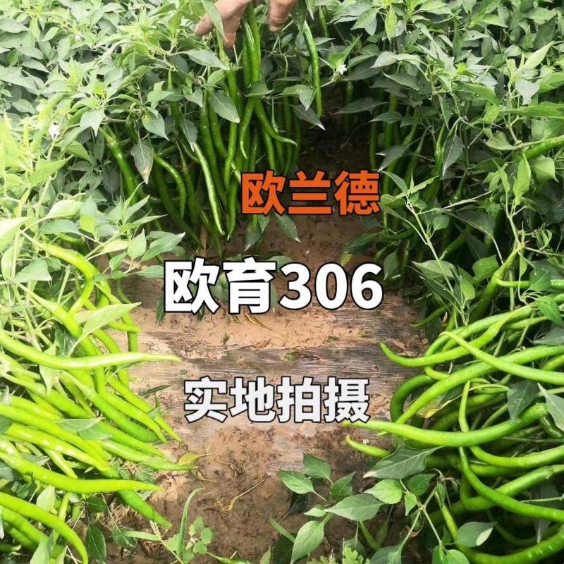 高品质！青红两用线椒种子墨绿皮加长型顺直辣椒种子基地用