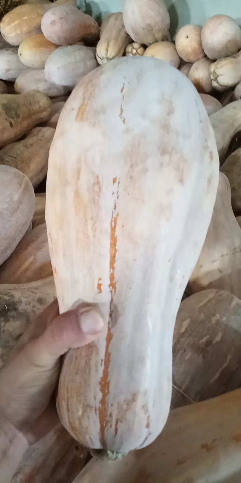 全黄上粉蜜本南瓜