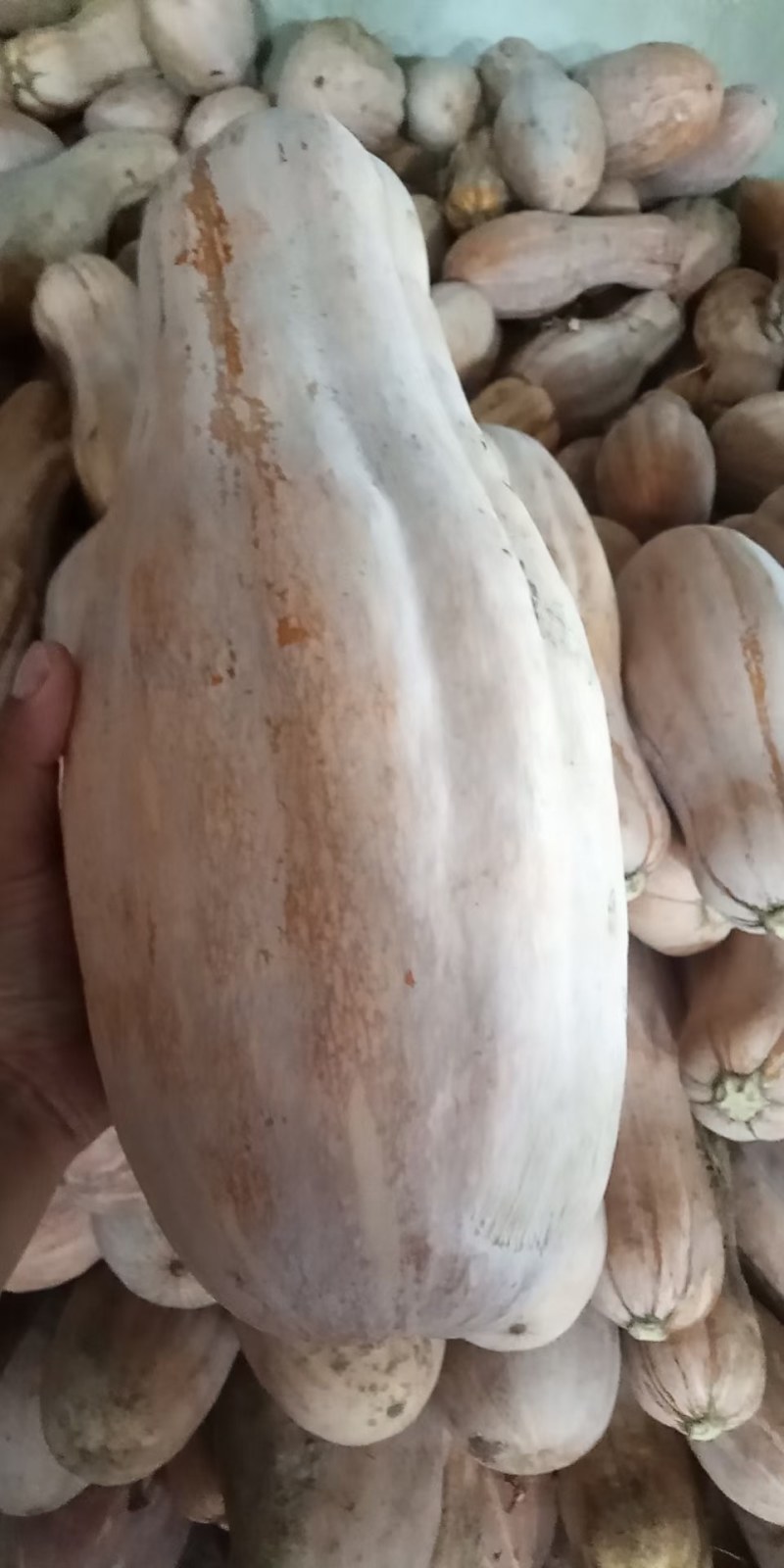 全黄上粉蜜本南瓜
