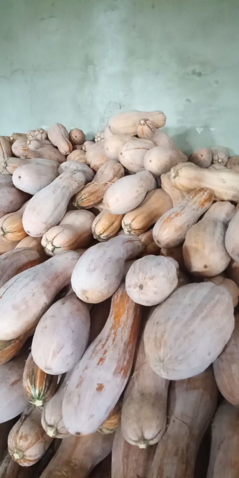 全黄上粉蜜本南瓜
