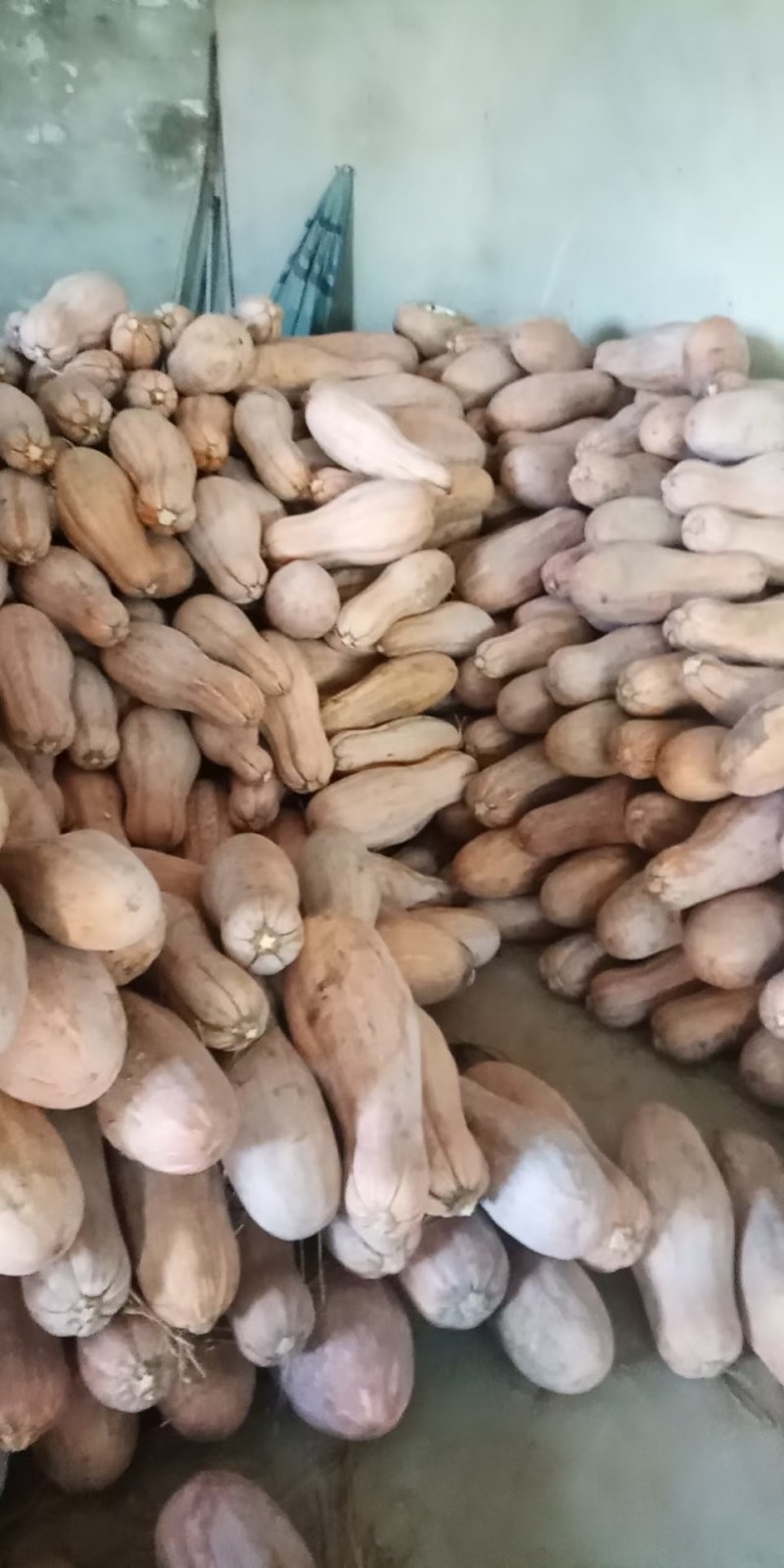 全黄上粉蜜本南瓜