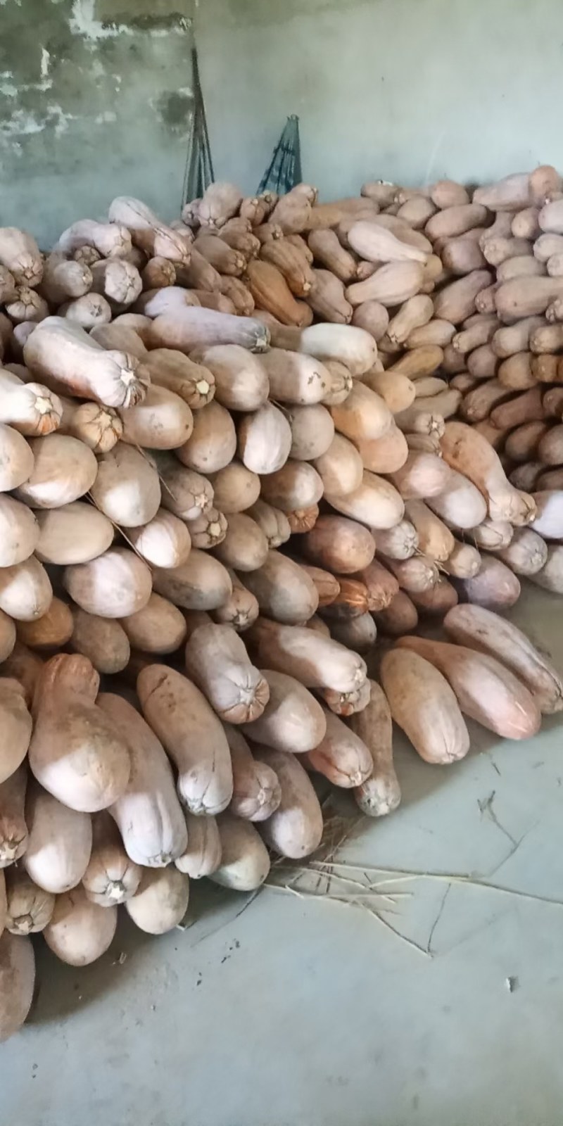 全黄上粉蜜本南瓜