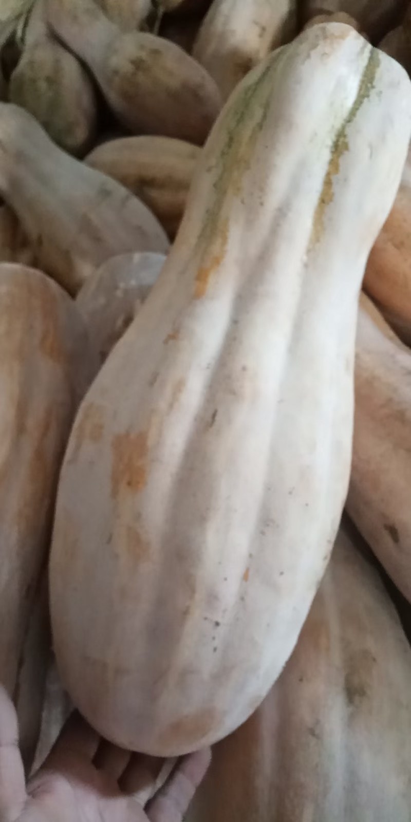 全黄上粉蜜本南瓜