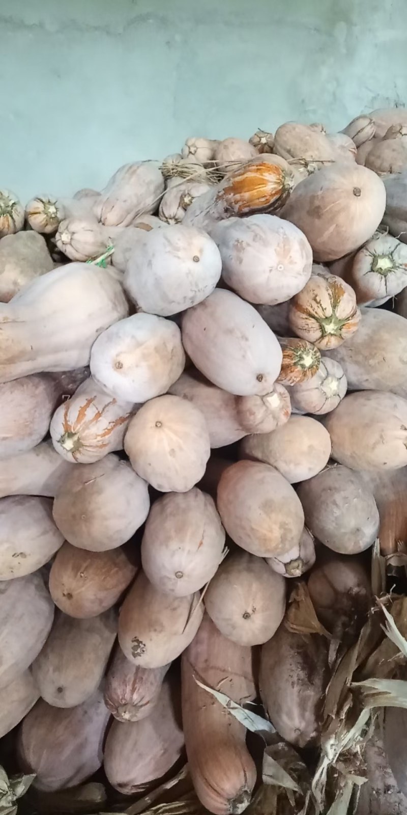 全黄上粉蜜本南瓜