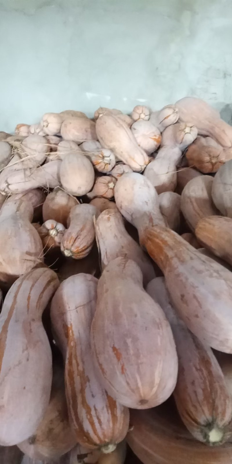 全黄上粉蜜本南瓜